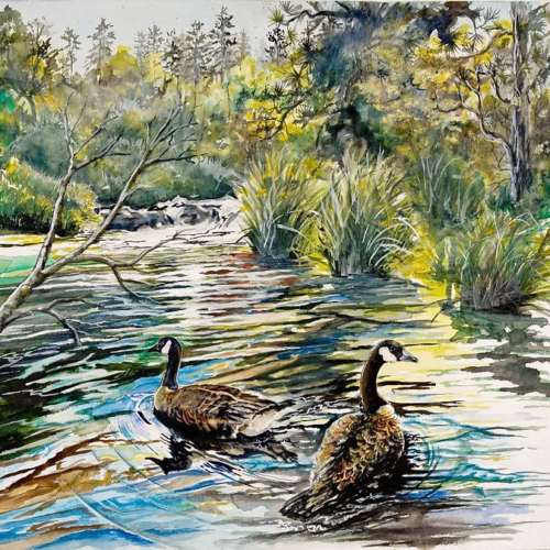 "Floating the Waters"
9x12 prints available of this depiction of two Canadian geese swimming in waters.