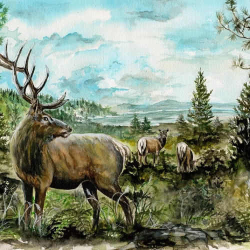 "The Patriarch" 
9x12 prints available. Larger prints available by request.
This painting depicts a Bull Elk watching over his ladies.