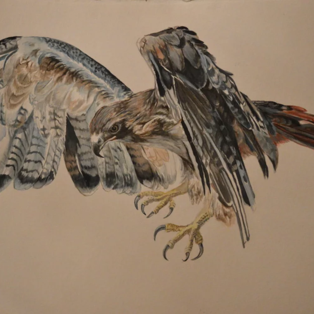 "Redtail"
Redtail hawk taking off.  9x12 or larger prints available.