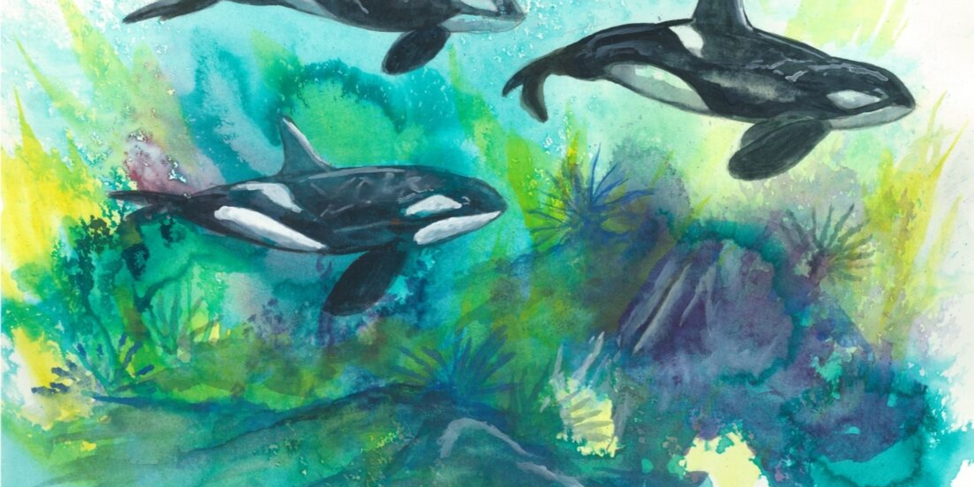 "Killer Pod" 
9x12 watercolor depicting pod of three killer whales swimming through ocean foliage. Original framed watercolor available as well as 9x12 prints.