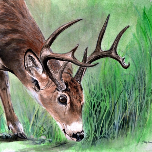"Beyond Hope Buck" Large original watercolor available 32x40. 650.00 
Prints available in 9x12.