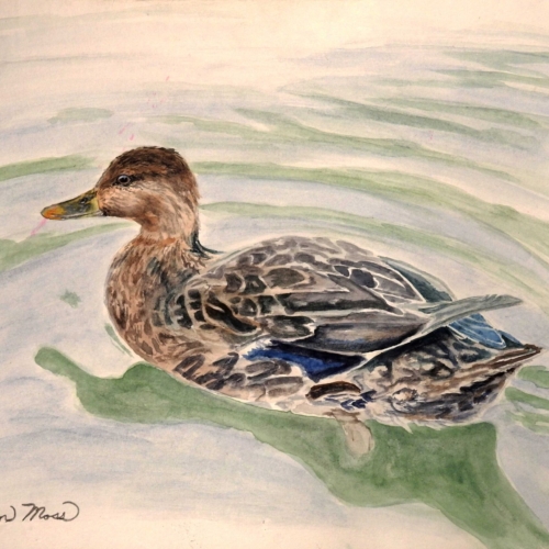 "On Still Waters."
Painting depicting female Mallard duck on quite water. Original available. 21x27  220.00
9x12 prints also available.