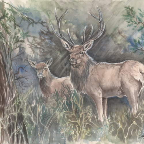 "In the Shadows" Large 24x30 watercolor depicting herd of elk.  Original available as well as 9x12 prints or larger by order. Original framed and matted  820.00 Call or email for more info.