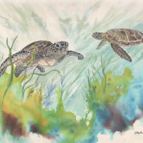 "Two Honu Greeting"
30x38 framed original available. Painting measures 24x30. 460.00
9x12 prints available. Sizes available larger by request.
We had an amazing time snorkeling with these friendly creatures in Maui! I took enough photo's for a nice series of paintings in the future.